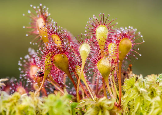 Rimedi naturali per la tosse
